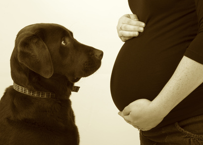 Chien et femme enceinte