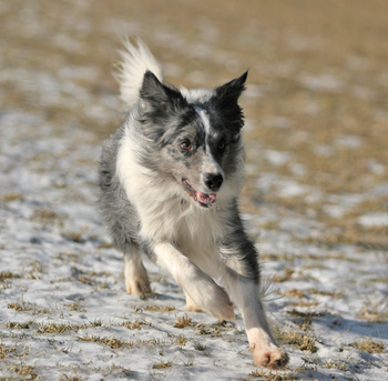 Chien rappel éducation