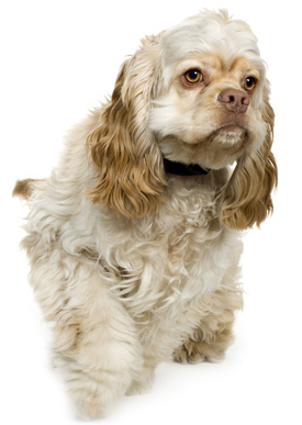 Cocker