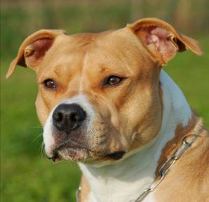 American Staffordshire Terrier