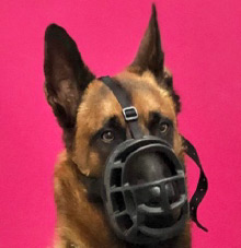 Chien berger muselière