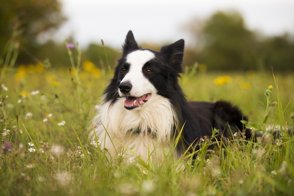 Border collie couché dans l'herbe