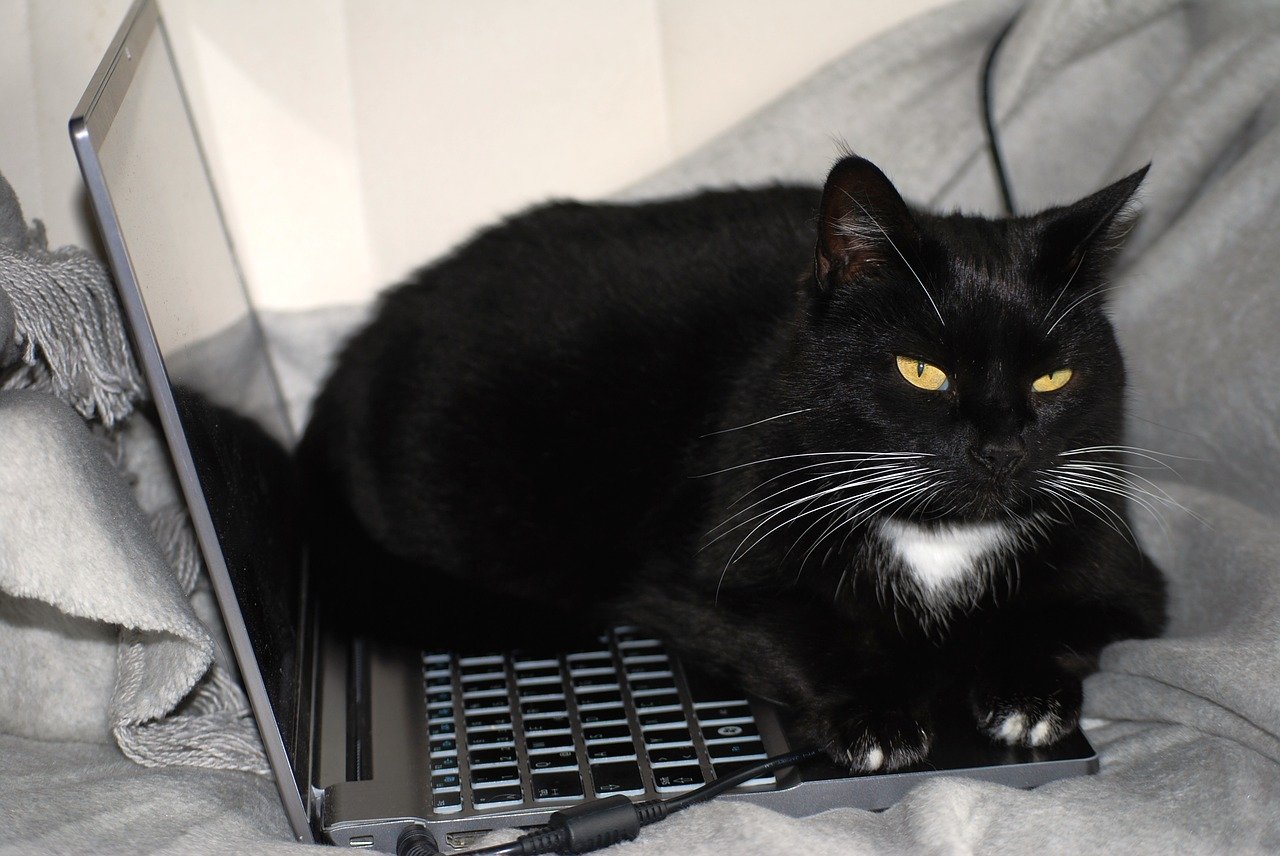 Chat allongé sur sur laptop