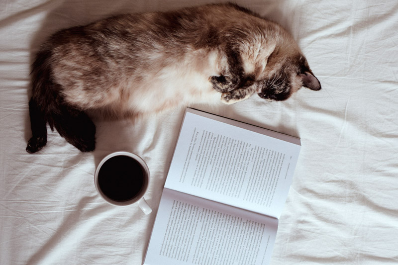 Chat, café et livre