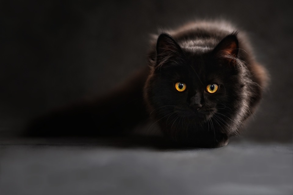 Chat prêt à bondir