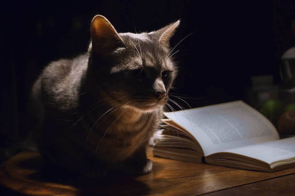 Chat tigré livres
