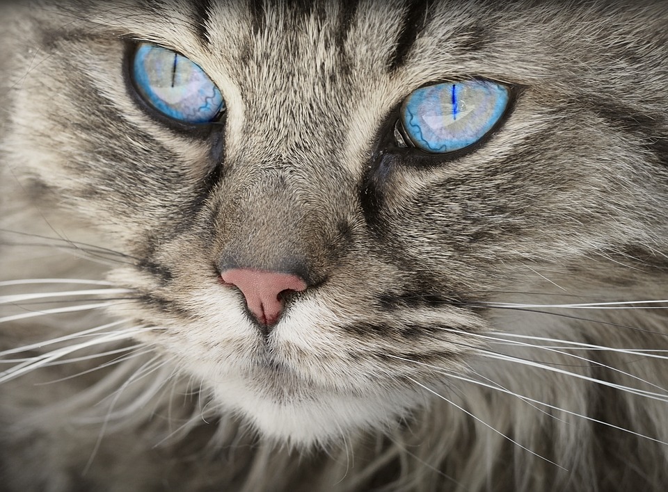 Yeux de chat