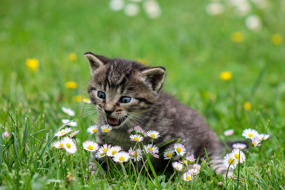 Chaton dans l'herbe