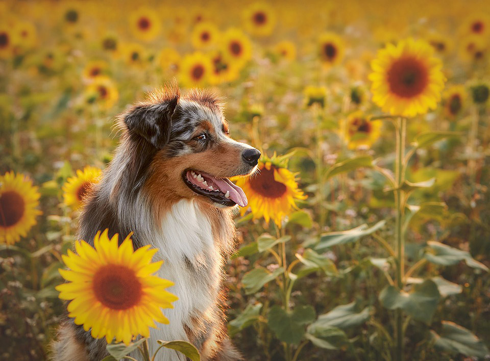 Chien berger australien fleurs