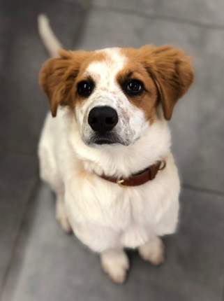 Chien sortie précoce promenade dès l'adoption