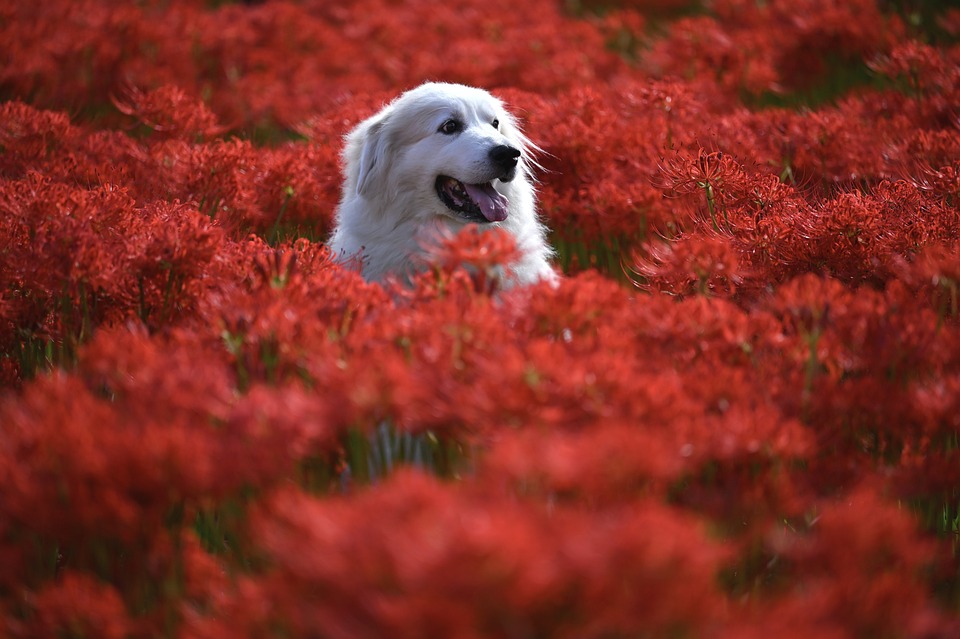 Chien dans un champ de fleurs rouges