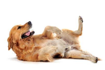 Chien labrador posture de soumission