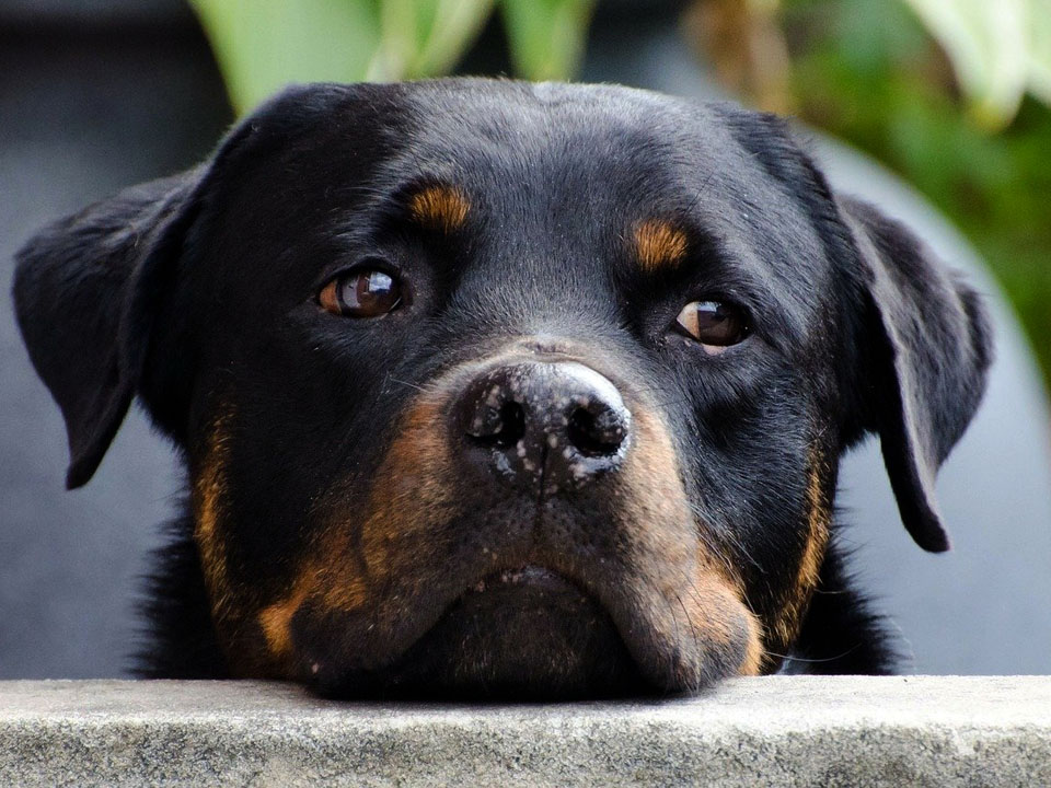 Rottweiler