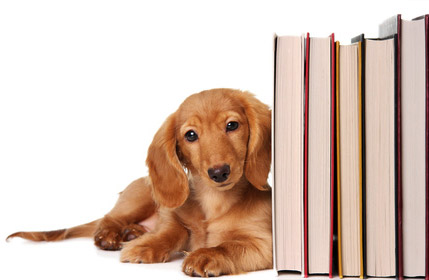 Chien et livres