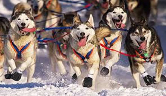 Chiens de traîneau