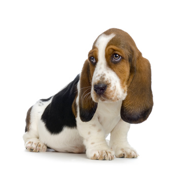 Chiot basset