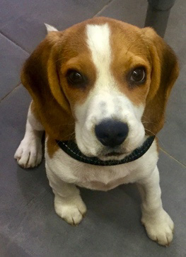 Chiot beagle