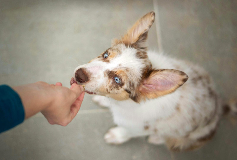 Chiot border collie qui prend un comprimé