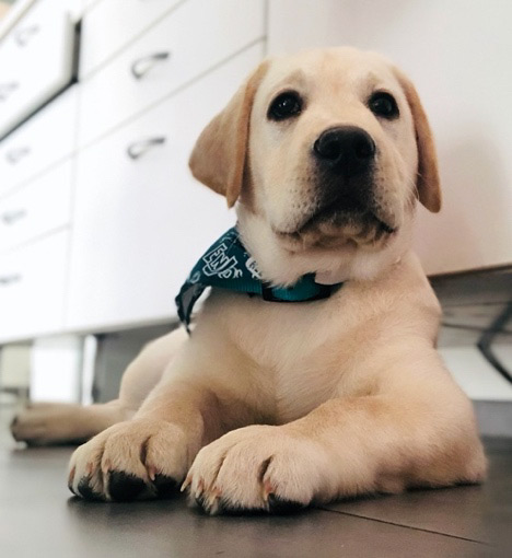 Chiot labrador sable (photo Jasmine Chevallier)