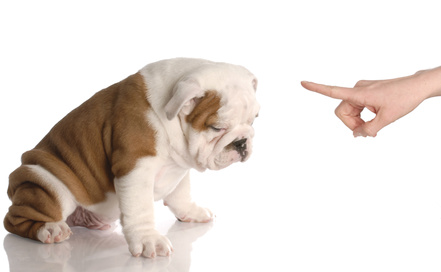 Chiot réprimande