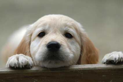 Chiot réprimande