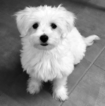 Chiot coton de Tuléar