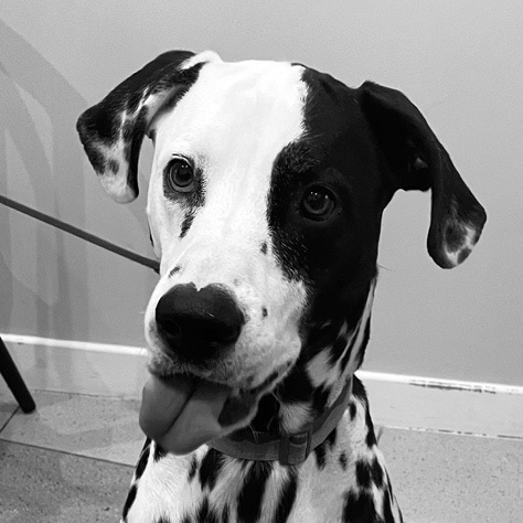 Dalmatien