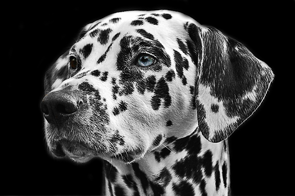 Chien dalmatien