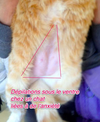 Votre Chat N A Plus De Poils Sous Le Ventre Que Se Passe T Il Comportement Chat Conseils De Veterinaires Zoopsy