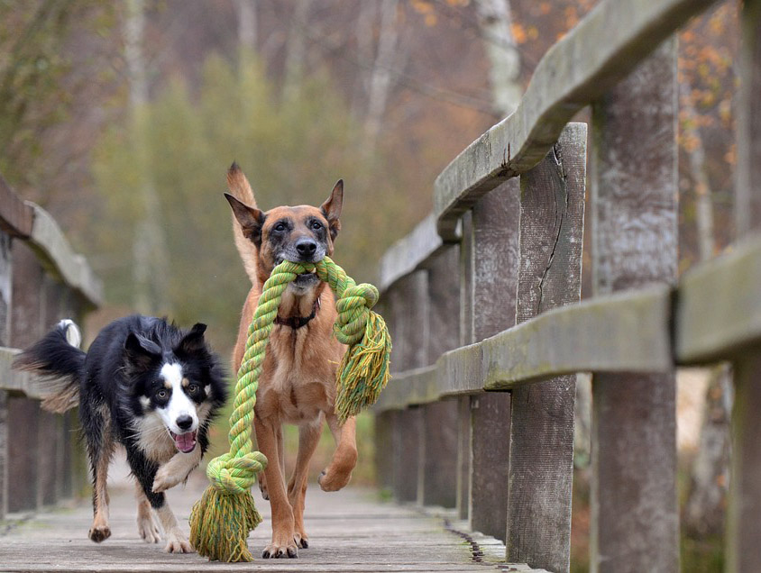 Malinois et border collie en train de jouer