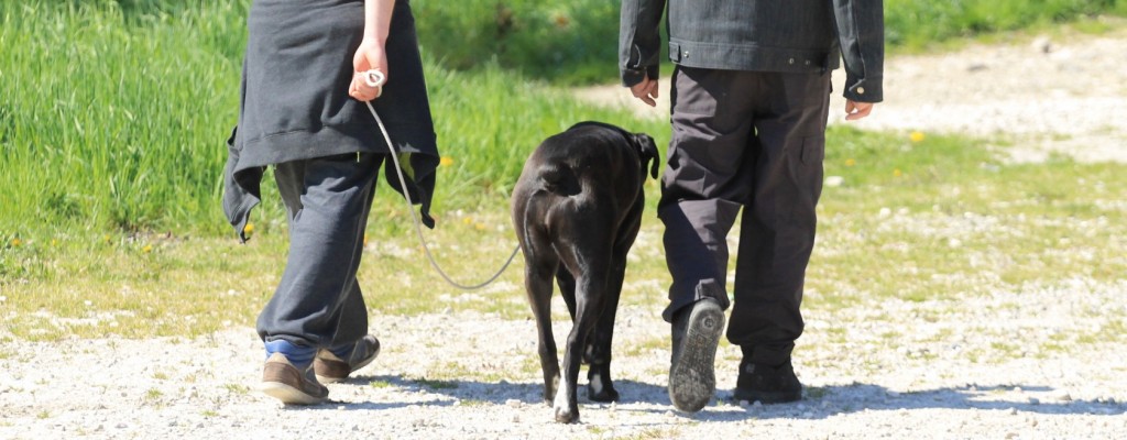 Promenade chien avec éducateur