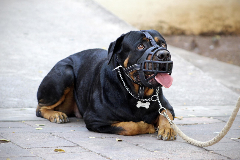 Rottweiler avec muselière
