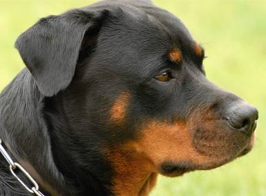 Rottweiler